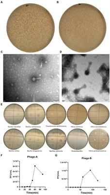 The trade-off of Vibrio parahaemolyticus between bacteriophage resistance and growth competitiveness